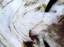 IMG_12 85a