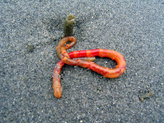 01 worm