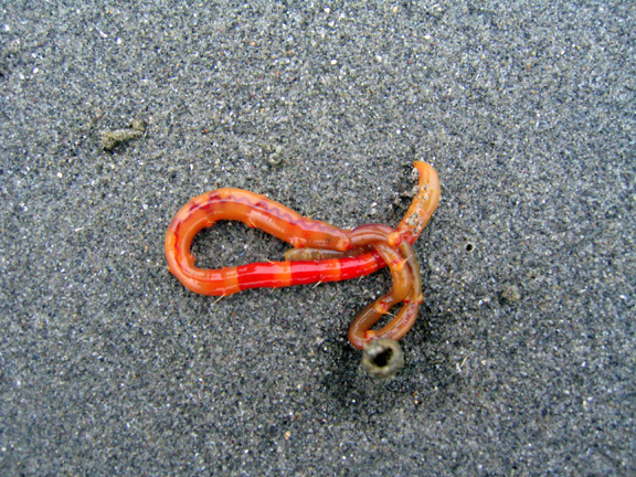 02 worm