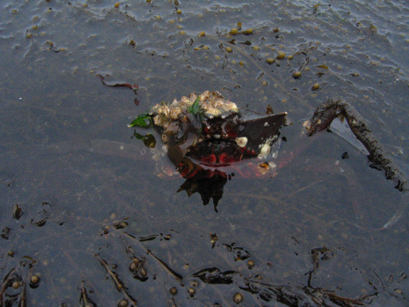 05 crab