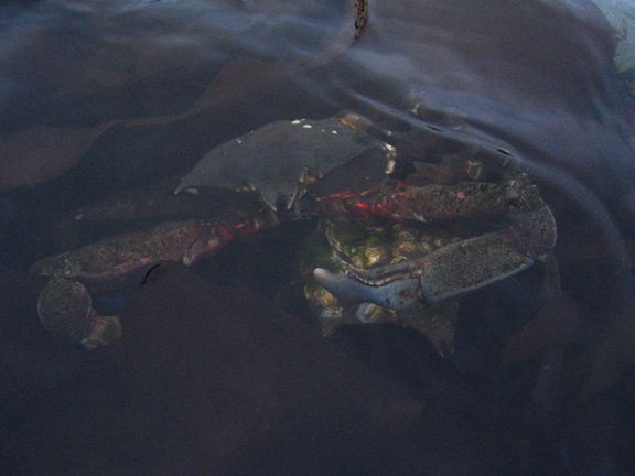 06 crab