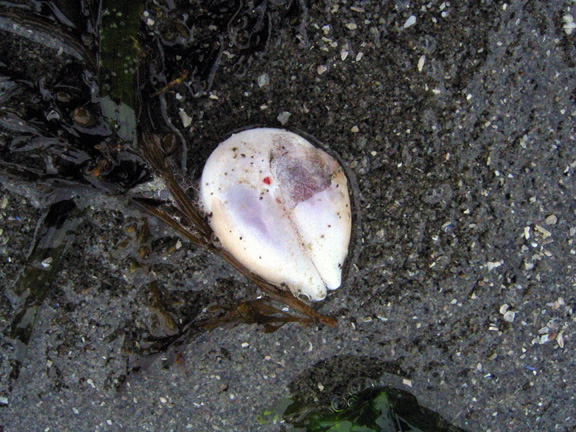 07 alien lifeform2