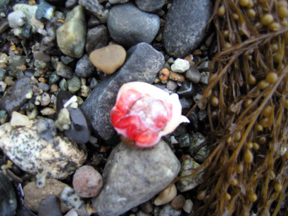 11 alien lifeform2