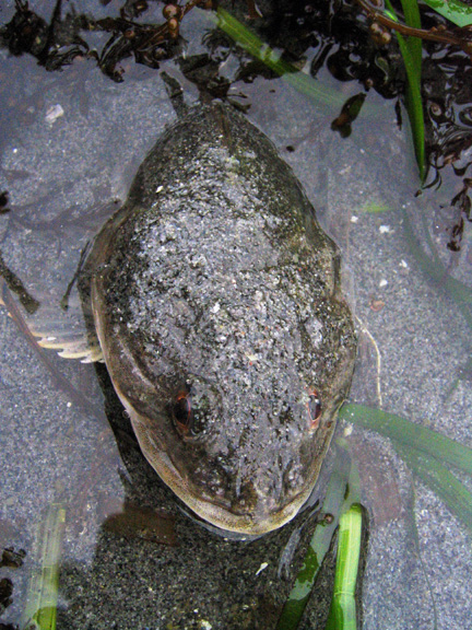 bullhead