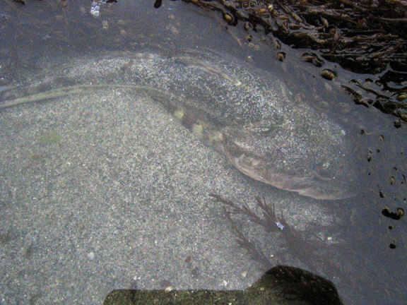 bullhead2