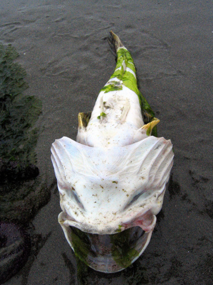 deadbullhead