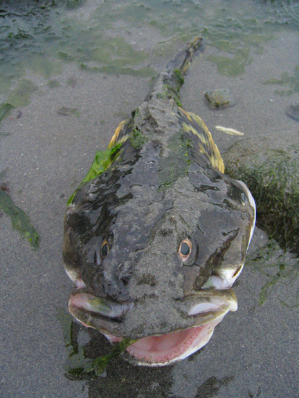 deadbullhead2