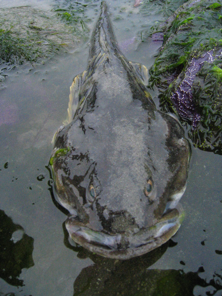 deadbullhead3