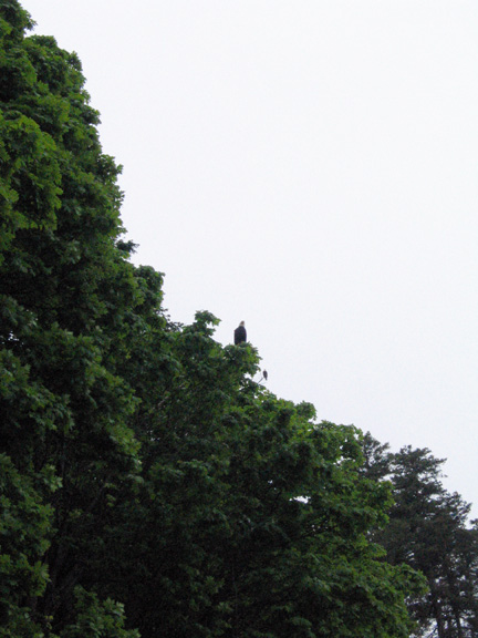 eagletree