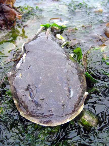 fishhead