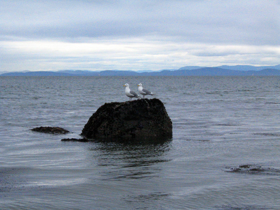 seagulls