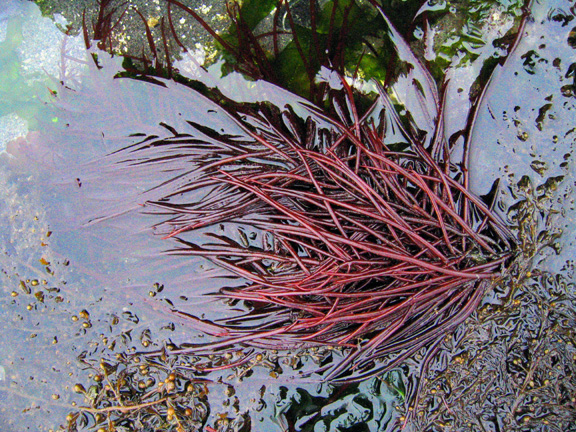 seaweed