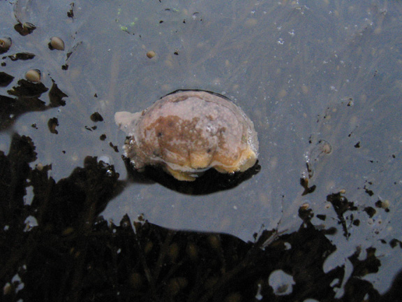 slug