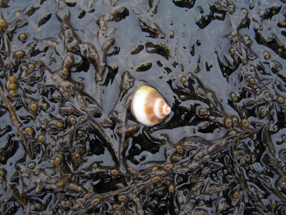 snail