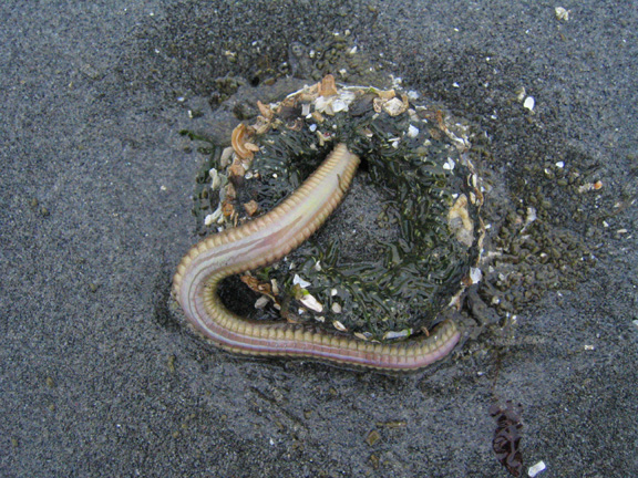 worm