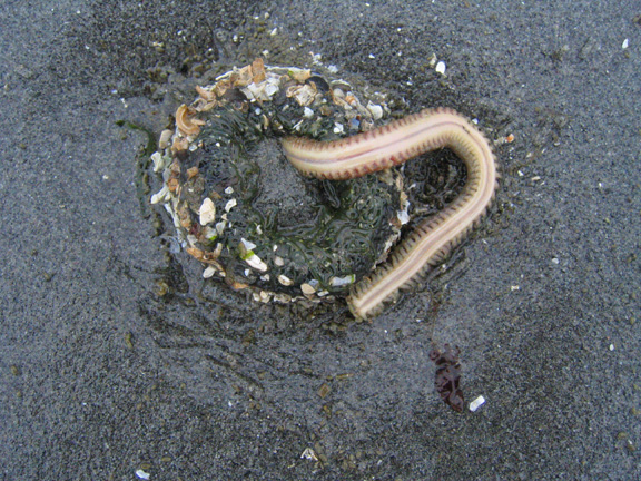 worm2
