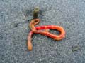 01 worm