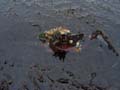 05 crab
