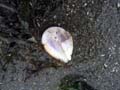 07 alien lifeform2