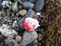 11 alien lifeform2