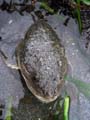 bullhead
