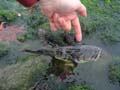 bullhead3