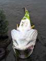 deadbullhead