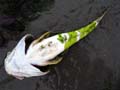 deadbullhead1