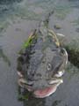 deadbullhead2