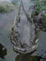 deadbullhead3