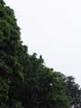 eagletree