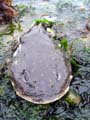 fishhead