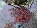 seaweed