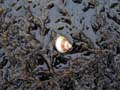 snail