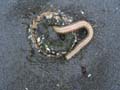 worm2