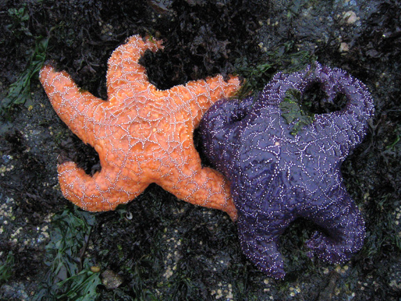 orangenpurple1