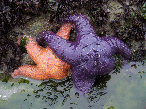 orangenpurple2