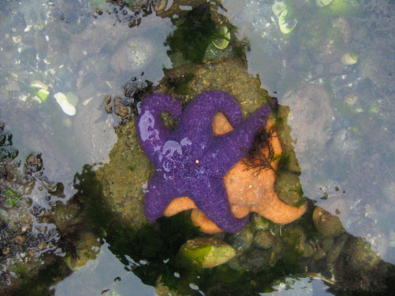 orangenpurple3