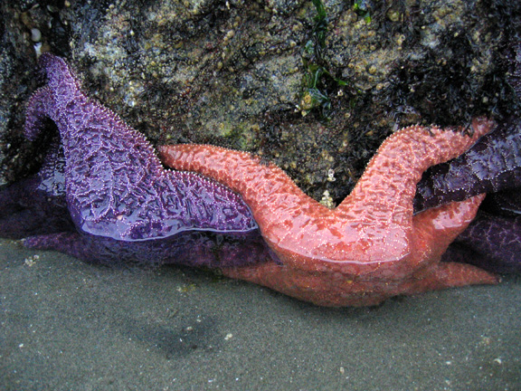 orangenpurple4