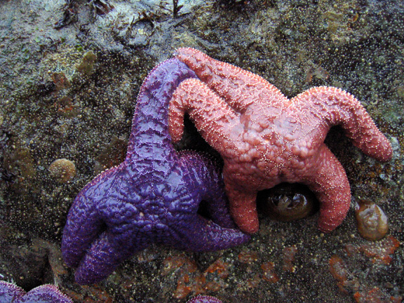 orangenpurple5
