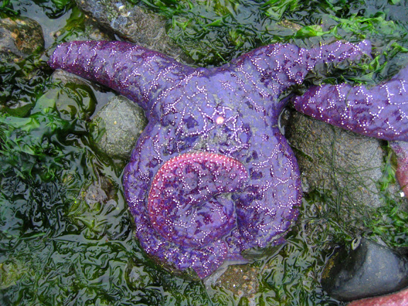purple