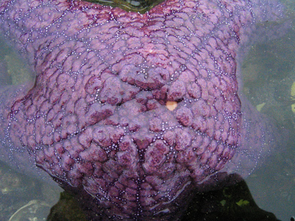 purpledetail