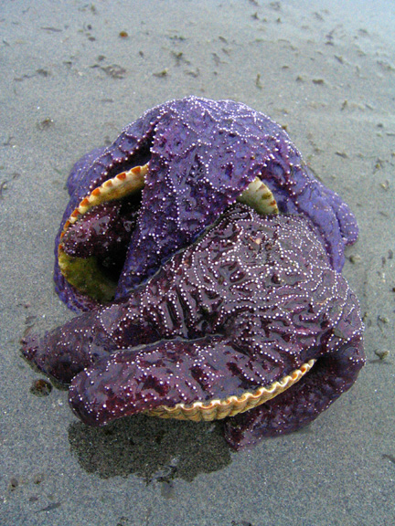 purplenshell