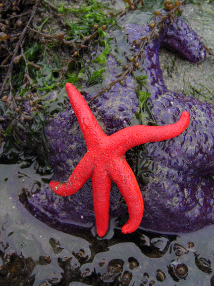 rednpurple