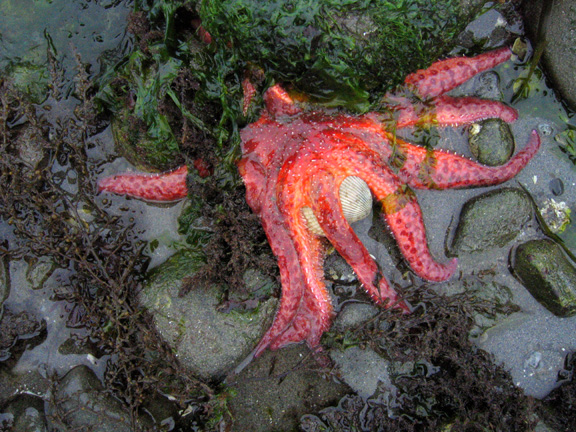 redsunstar
