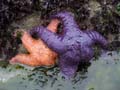 orangenpurple2