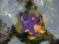 orangenpurple3