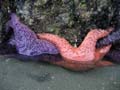 orangenpurple4