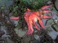 redsunstar